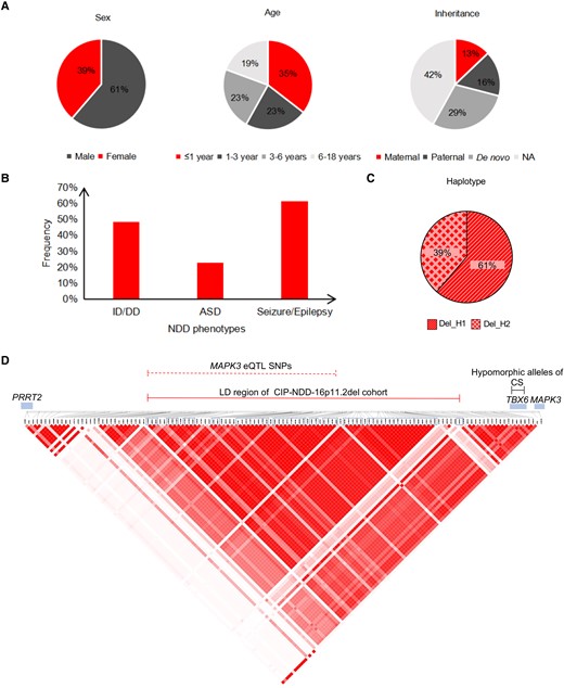 General information concerning the Chinese child NDD cohort with 16p11.2del. Thirty-one NDD children carrying 16p11.2del from 29 Chinese families (CIP-NDD-16P11.2del cohort) are summarized, showing the sex, age and inheritance of 16p11.2del (A), major referred NDD categories (B), frequency of reciprocal residual 132 kb 16p11.2 haplotypes (C) and Haploview depiction of LD across chr16:29,823,409–30,134,630, containing the 132 kb haplotype (D). Only common SNPs (minor allele frequencies = 20–50% in gnomAD database) from target sequencing were extracted to construct the haplotype using Haploview. The distal portion of the 16p11.2 CNV (chr16:29,592,784–29,823,409) displays lower LD and is not shown. The locations of the 58 SNP-based haplotype, eQTL SNPs related to MAPK3 expression and three hypomorphic CS-associated SNPs, PRRT2, TBX6 and MAPK3, are shown. The SNPs that form the 58 SNP haplotype are denoted by the blue boxes. Del_H1 = minor residual haplotype; Del_H2 = major residual haplotype.