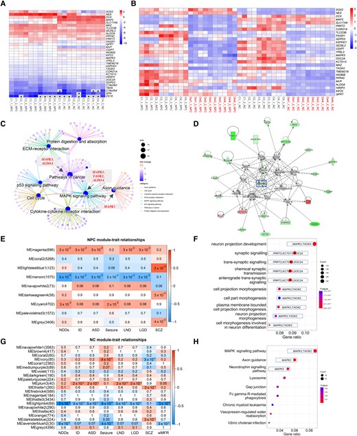 Transcriptomic profiles and WGCNA analysis of hiPSC-derived cortical NCs with 16p11.2del. (A and B) Transcriptome analysis revealed differential neurogenesis of hiPSC-derived neural cells at the NPC and NC stages (A) and between 16p11.2del cells (Del, n = 10 clones) and control cells (C, n = 10 clones) (B). (A) Heat maps of gene expression for normal NPCs and NCs, including NPC markers (NES and SOX2), NC markers (DCX, MAP2 and SLC17A6) and 16p11.2 genes. *Genes (zFPKM < 100) with extreme low expression in NPCs; the zFPKM was converted to zero for the heat map. (B) Heat maps of gene expression between 16p11.2del and control cells (NPCs and NCs), including differentiation markers and 16p11.2 genes. (C and D) Enrichment analysis of DEGs between 16p11.2del and control cells at NPC (C) and NC stages (D). The 16p11.2 genes (MAPK3, ALDOA, TAOK2) involved in the central network of DEGs (C) and node (MAPK3) of network enriched from ingenuity pathway analysis were marked (D). (E–H) WGCNA revealed modules of co-expressed genes in hiPSC-derived cortical NCs at NPC and NC stages. P < 0.05 for statistical significance. (E) Heatmap of P-values assessing the significance of module-trait correlations for 16p11.2del NPCs. All NDD phenotypes recorded in these two 16p11.2del families were included in WGCNA. Module MEmaroon had the highest negative correlation with NDD, including intellectual disability (ID), ASD, seizure, learning difficulty (LND), language global delay (LGD) and schizophrenia (SCZ). (F and H) GO biological processes (F) and KEGG analysis pathway (H) for genes belonging to the NPC-MEmaroon module. (G) Heatmap of P-values assessing the significance of module-trait correlations for 16p11.2del NCs. Module MElightpink4 had the highest negative correlation with NDDs, ID, ASD, seizure, LND, LGD, SCZ and weighted mean firing rates (wMFR).