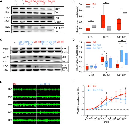 16p11.2del-associated cellular phenotypes and rescue changes by MAPK3. (A and B) Representative images (A) of the ERK1, phosphorylated ERK1 (pERK1) and Kip1(p27) activities in 16p11.2del NPCs (n = 8 clones) and sex-matched control NPCs (n = 4 clones) and quantification analysis (B). (C and D) Representative images (C) of the ERK1, phosphorylated ERK1 (pERK1) and Kip1(p27) activities in 16p11.2del NPCs treated with MAPK3 (n = 8 clones) or empty vector (n = 4 clones) lentiviral expression vectors and quantification analysis (D). 16p11.2del cells treated with EGFP empty expression vector (4 × 105 TU) were used for control. The information below the sample represents the rescue dosage, and each cell clone was treated with two lentiviral dosages. R (+) represents low dosage (8 × 104 TU) and R (++) represents high dosage (4 × 105 TU). R (+): n = 4 clones, R (++): n = 4 clones. All values were normalized by β-actin. ***P < 0.001, **P < 0.01, * P < 0.05. §Upper band was ERK1. #Upper band was pERK1. (E and F) Representative images (E) of electrophysiological activity in 16p11.2del NPCs treated with MAPK3 (n = 5 clones) or control (n = 5 clones) lentiviral expression vectors and quantification analysis (F). 16p11.2del cells treated with EGFP empty expression vector (4 × 105 TU) were used as controls. Each cell clone was treated only using R (++) dosage (4 × 105 TU). Electrophysiological signatures were recorded by MEA. The x-axis shows timeline after plating NPCs (Days 9 to 33). The cumulative differences or the difference at each observing time of weighted mean firing rates (Days 9 to 33) were compared by ANOVA of Aligned Rank Transformed Data. ***P < 0.001, **P < 0.01, *P < 0.05. Each box and whisker plot indicates median (line within box), mean (+), interquartile range (box outline), maximum and minimum values (whiskers).