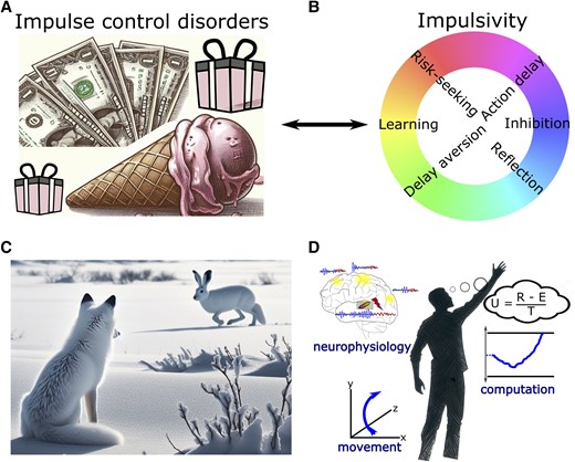 Clinical implications and outlook. (A) Impulse control disorders (ICD) are defined as pathological gambling, compulsive shopping, eating and hypersexuality along with other abnormal behaviour such as punding, hobbyism and overuse of dopaminergic medication. (B) Spectra of impulsivity comprise distinct underlying mechanisms. (C) In naturalistic behaviour, there is often no clear-cut distinction between functional categories such decision-making, perception and motor control. (D) Illustration of a holistic research approach combining multidimensional measures of brain activity and movement as well as computational analyses of the observed behaviour. In this example, evidence for different options is integrated regarding their utility (U) given by reward (R) subtracted by effort costs (E) and divided by total time (T) to obtain the reward.