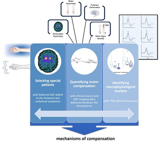 Passaretti and colleagues’ empirical approach to identifying neurophysiological markers of motor compensatory mechanisms in early Parkinson’s disease. Left: Patients with bilateral nigrostriatal degeneration but only unilateral motor symptoms—presumably as a result of motor compensation—were identified. Middle: A metric quantifying motor compensation was developed, based on the asymmetry of clinical and molecular imaging data. Right: Transcranial magnetic stimulation (TMS) was used to probe the neurophysiological underpinnings of adaptive changes in cortical excitability, plasticity and interhemispheric inhibition. This innovative approach pinpointed increased corticospinal excitability and plasticity as potential mechanisms of motor compensation, as well as reduced inhibition of the symptomatic hemisphere, related to lower putamen dopamine transporter (DAT) binding. Further studies in larger and more diverse cohorts are required to validate these findings, and to track the progression of compensatory mechanisms over time. Understanding these mechanisms could drive the development of targeted therapies aimed at enhancing the natural ability of the brain to cope with neurodegeneration. Illustrations modified from Figs 1–3 and 5 in Passaretti et al.5).