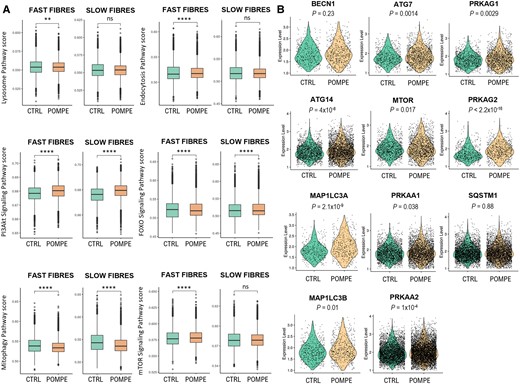 Autophagic changes observed between control and Pompe muscle samples. (A) Box plot of autophagy-related pathway score in slow and fast fibres between control and Pompe muscle samples. Control, n = 4; Pompe, n = 8. Wilcoxon test; *P < 0.05 and ***P < 0.0001. (B) Violin plot showing the expression levels of several genes involved in different stages of autophagy. Each point represents a nucleus. Control, n = 4; Pompe, n = 8. The P-values are from the Wilcoxon test.