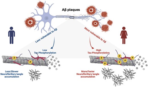 Sex-specific modulation of cortical amyloid-β on tau phosphorylation underlies faster tau tangle accumulation in females. We proposed a novel model suggesting that males and females react differently to amyloid-β (Aβ) plaques, which consequently leads to differences in CSF phosphorylated tau (p-tau) production and causes the faster neurofibrillary tangle (NFT) accumulation observed in females. Overall, it supports the hypothesis that Aβ-dependent tau phosphorylation is an important driving force behind faster tau progression in females. Image was created with BioRender.com.
