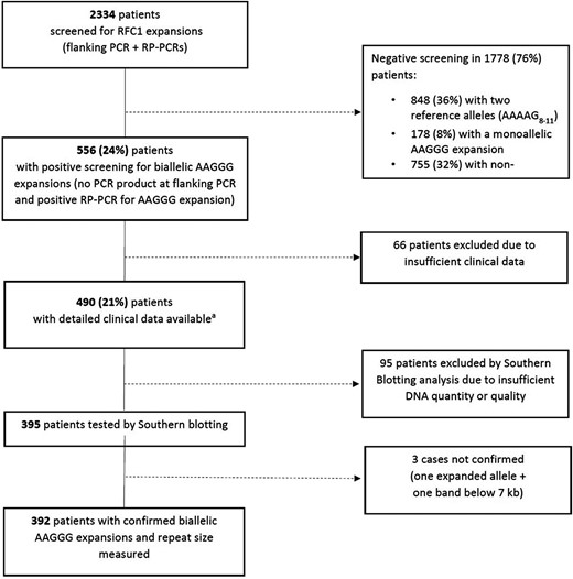 Flow chart describing the results of the genetic screening for RFC1 expansions. RP-PCR = repeat-primed polymerase chain reaction.