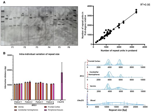 Limited meiotic and somatic instability of the AAGGG repeat expansion. (A) On the left, the picture illustrates a representative example of Southern blotting including probands (asterisks) and unaffected relatives from six families (Families F1–F6). On the right, the correlation plot shows the relationship of the repeat size within members of the same family. Each dot corresponds to a meiotic event. (B) Left: The bar chart shows the dispersion of the repeat size among different brain areas and peripheral tissues of four patients with RFC1 biallelic expansions and in one patient with C9orf72 expansion. Mean intermarker distance (expressed in base pairs, bp) and standard deviations (SDs) are shown. In Patient 1 and Patient 3, repeat size from peripheral tissue was measured by Southern blotting. Right: Distribution of DNA molecules measured by genome optical mapping (Bionano Genomics) in different tissues of a patient with a biallelic expansion in RFC1 and in blood-derived DNA of a patient with C9orf72 expansion. The size of DNA molecules mapping on RFC1 or C9orf72 locus is expressed in base pairs.