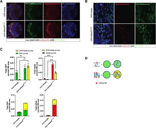 ATAD3A mutant neuroblasts show increased membrane-associated cholesterol together with increased lysosome content. (A and B) Confocal micrographs of Drosophila larval brain lobes carrying insc-Gal4 (neuroblast driver), UAS-GFP-LAMP and UAS-mKate-D4 together with UAS-empty (control), or UAS-dAtad3R472C at magnifications of ×20 (scale bar = 50 µm) and ×63 (scale bar = 20 µm), respectively. Neuroblasts are labelled Miranda (blue), GFP-LAMP (green) marks lysosomes, while mKate-D4 (red) marks cholesterol-containing membranes. (C) Top left: Quantification of GFP-LAMP puncta without (green) and with mKate-D4 (yellow) per neuroblast (NB) area, for UAS-empty (control) and dAtad3R472C expressed under neuroblast driver insc-Gal4. Differences between groups were analysed by unpaired, two-tailed Student’s t-test. Green fluorescent protein (GFP) dAtad3 versus GFP empty non-significant, P = 0.2149; GFP/mKate empty versus GFP/mKate dAtad3, *P = 0.0353. Below the total number of lysosomes in a single column (green + yellow) for UAS-empty (control) and dAtad3R472C. Top right: Quantification of mKate-D4 puncta without (red) and with GFP-LAMP (yellow) per neuroblast (NB) area, for UAS-empty (control) and dAtad3R472C expressed under neuroblast driver insc-Gal4. Differences between groups were analysed by unpaired, two-tailed Student’s t-test: mKate empty versus mKate dAtad3, ***P = 0.0005; GFP/mKate empty versus GFP/mKate dAtad3, ***P = 0.0004. (D) Schematic representation of the data: cholesterol in membranes is labelled red by mKate-D4, while GFP-LAMP stains lysosomes green; hence, mKate-D4 foci and lysosomes that co-localize appear yellow.