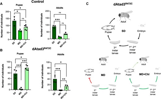 Cholesterol supplementation disproportionally benefits Atad3 mutant flies. Flies were maintained on a standard diet (SD) or a modified diet (MD) with or without cholesterol (Chl). (A) Each point indicates the number of control pupae and adults from crosses of flies that carry the UAS construct without a transgene (UAS-empty) and the ey-Gal4 driver. Pupae: differences between groups were analysed by unpaired, two-tailed Student’s t-test (SD versus MD, *P = 0.025; SD versus MD+Chl, *P = 0.022; MD versus MD+Chl, non-significant P = 0.058). Adults: Differences between groups were analysed by unpaired, two-tailed Student’s t-test (SD versus MD, ***P = 0.0003) and unpaired, two-tailed Mann-Whitney U-test (SD versus MD+Chl, non-significant P = 0.057; MD versus MD+Chl, non-significant P = 0.0571). (B) Number of pupae and adults from crosses of flies that carry the UAS-dAtad3R472C transgene (dAtad3R472C) and the ey-Gal4 driver. Pupae: Differences between groups were analysed by unpaired, two-tailed Student’s t-test (SD versus MD, ***P = 0.0003; SD versus MD+Chl, *P = 0.032; MD versus MD+Chl, ***P = 9.38 × 10−7). Adults: differences between groups were analysed by unpaired, two-tailed Student’s t-test (SD versus MD, ***P = 0.0007; SD versus MD+Chl, *P = 0.022; MD versus MD+Chl, **P = 0.003). n = 3 or 4 independent experiments. Data are presented as the mean ± standard deviation. (C) Top: The complete life cycle of the fly. Bottom: The major developmental stages that are impeded by Atad3R472C raised on the modified diet (MD) and that are mitigated by cholesterol supplementation.