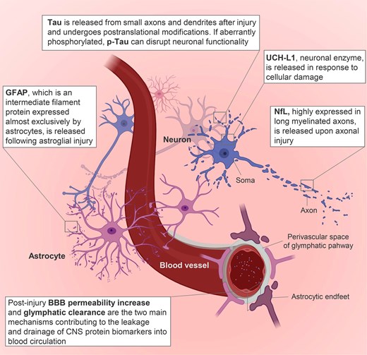 Key protein biomarkers and pathobiological changes associated with traumatic brain injury. BBB = blood–brain barrier; p-Tau = phosphorylated Tau. Image generated using Biorender.
