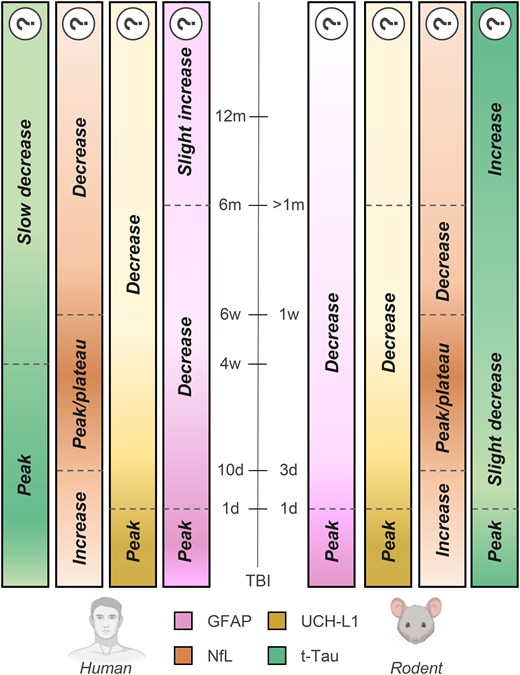 Biomarkers’ temporal dynamics after traumatic brain injury in humans and rodents. Biomarkers’ temporal dynamics after moderate-to-severe traumatic brain injury (TBI) in humans (left) and rodents (right). Question marks indicate scarce data available. ‘Decrease’ means a reduction from the peak values. d = days, w = weeks, m = months; t-Tau = total Tau. Image generated using Biorender.
