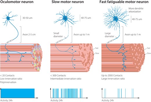 Vulnerability to degeneration in ALS among motor neuron subpopulations is correlated to total volume of the cell, connectivity pattern and activity. ALS = amyotrophic lateral sclerosis.