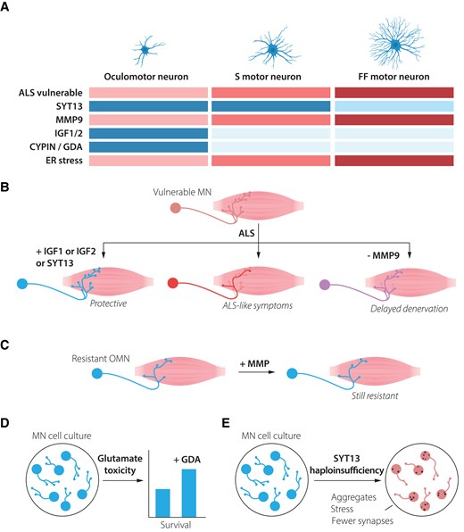 Resistant motor neurons are defined by both the presence of resilience factors and the lack of vulnerability-inducing proteins. (A) Oculomotor neurons show high resilience to amyotrophic lateral sclerosis (ALS), while slow motor neurons are more vulnerable and fast-fatiguable motor neurons show the highest vulnerability. Oculomotor neurons express high levels of several factors that may mediate their resilience, including SYT13, IGF-1, IGF-2 and CYPIN (GDA). They also lack MMP-9, which is expressed at high level in fast fatigable motor neurons and renders them vulnerable to ALS. Oculomotor neurons show low level of ER stress during ALS, while fast fatigable motor neurons demonstrate early and high ER stress levels. (B) Introduction of oculomotor-restricted genes into vulnerable spinal motor neurons can make these more resilient to degeneration in ALS. (C) ALS-resistent motor neurons, including oculomotor neurons and slow motor neurons maintain their resilience, even when the vulnerability factor MMP-9 is introduced to them. (D) Spinal motor neurons exposed to ALS-like glutamate excitotoxicity can partly be rescued by administration of GDA (CYPIN), which is normally expressed at high levels in resilient oculomotor neurons. (E) Motor neurons haploinsufficient for SYT13 show ALS-like phenotypes with inclusion of aggregates, increased stress and decrease in the number of synapses. ER = endoplasmatic reticulium; GDA = guanine deaminase; MN = motor neuron; OMN = oculomotor neuron.