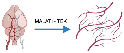Blog Post Editor Endothelial Malat1 promotes post-stroke angiogenesis and neurovascular ...