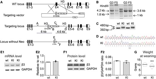 Creation of the Gabrb3+/D120N KI mouse. (A) Scheme for targeted KI of the Gabrb3 locus. A vector was constructed to replace Gabrb3 Exon 4 genomic DNA with an Exon 4 containing the G358A mutation and the positive selection cassette (PGK-Neo). (B) Long-range PCR was used to identify the correctly targeted clones, G3 and F5. The 6- and 4.6-kb fragments were amplified from correctly targeted clones using primers A/B and C/D, respectively. The PCR fragments were digested with the HindIII restriction enzyme (to generate the predicted 4.2- and 1.8-kb fragments for the 5′ end and 3.6- and 1-kb fragments for the 3′ end) to further confirm correct homologous recombination. (C) The KI mice were genotyped. PCR amplified a 392-bp fragment from the wild type β3 subunit allele and a 480-bp fragment from the β3 subunit KI allele due to the insertion of FRT sequences and other modifications. (D) Sequencing chromatogram of RT-PCR derived from total brain RNA showed the presence of the G358A mutation and corresponding equal level of wild type and mutant nucleotide expression. (E1) Semi-quantitative RT-PCR showed that the KI allele did not affect Gabrb3 gene expression, using GAPDH as a loading control. (E2) Band intensities of the RT-PCR products were first normalized to GAPDH for quantification and then to wild type levels. (F1) Immunoblotting showed equal β3 subunit expression in KI and wild type littermate mouse brain whole-cell lysates. GAPDH served as a loading control. (F2) Protein levels were normalized first to internal GAPDH and then to wild type levels. (G) The body weight of KI and their littermate mice at weaning were plotted (n = 22 wild type, 18 KI). GAPDH: glyceraldehyde 3-phosphate dehydrogenase; RT-PCR: reverse transcriptase PCR.
