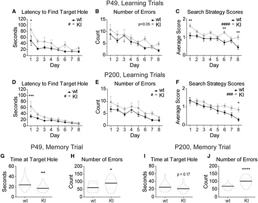 KI mice have spatial learning and memory deficits. The Barnes maze test demonstrated a delay in spatial learning and a deficit in spatial memory in the KI mice at both P49 and P200. Eight days of learning trials depict spatial learning abilities in P49 (A–C) and P200 (D–F) wild type and KI mice. Each day represents the average across all mice of each genotype with the data point of each mouse being the average of the four trials conducted that day. (A, D) The time it takes each animal (latency) to find the target hole for each day was plotted. (B, E) The number of non-target hole zones entered (errors) was plotted for each day. (C, F) Search strategy scores for the 8 days of learning trials were plotted for each day. Mice earned zero points for a direct path to the target hole, one point for a serial path and two points for a random path. Higher scores represented less efficient searching. (G–J) Five minute probe trial for spatial memory performed on Day 8 after the learning trials were plotted for (G, H) P49 and (I, J) P200 mice. The target hole was then covered and appeared identical to the other 11 holes. (G, I) Time spent near the target hole and (P49 wild type 26.25 ± 2.27 s, KI 18.44 ± 1.45 s; P200 wild type 26.50 ± 2.28 s, KI 22.27 ± 2.02 s). (H, J) Number of non-target hole zones entered (errors) (P49 wild type 64.14 ± 5.74, KI 87.10 ± 8.06; P200 wild type 66.36 ± 3.29, KI 102.1 ± 5.88). (A–F) Values expressed as mean ± SEM. (A–F) Two-way ANOVA for repeated measures: genotype effect #P < 0.05, ###P < 0.001, ####P < 0.0001. Bonferroni post-tests: *P < 0.05, **P < 0.01, ***P < 0.001. (G–J) Graphed values are expressed as median ± SEM. Unpaired two-tailed Student’s t-test, *P < 0.05, ***P < 0.001. n = 21–22 for all panels.