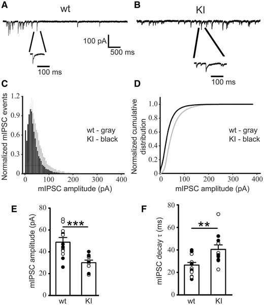 mIPSCs recorded from KI mouse SS cortex layer V/VI neurons were altered. mIPSCs were recorded from SS cortex layer V/VI neurons (voltage-clamped at −60 mV with equal chloride concentration inside and outside cells) in thalamocortical slices from littermate (A) wild type and (B) KI mice. (C) Normalized mIPSC events for wild type and KI mice showed the frequency of mIPSCs in each amplitude bin. (D) Normalized cumulative distribution was plotted for wild type and KI mouse mIPSCs. Compared with mIPSCs recorded from wild type littermate mice, those from SS cortex layer V/VI neurons in KI mice had (E) significantly reduced amplitudes (wild type −49.67 ± 2.71 pA; KI −31.48 ± 1.76 pA) and (F) slowed mIPSC decay (wild type 25.05 ± 2.87 ms; KI 39.13 ± 2.72 ms). wild type, n = 6 mice; KI, n = 5 mice. Student’s t-test, **P < 0.01, ***P < 0.001. SS: somatosensory.