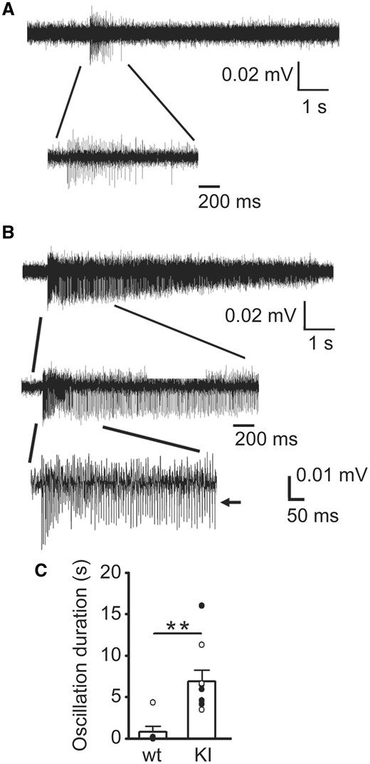 Spontaneous thalamocortical network oscillations from KI mice were longer and more frequent than those from wild type littermate mice. Representative extracellular multiple unit recordings from VBn in slices showing (A) spontaneous brief thalamocortical bursts in wild-type mice and (B) spontaneous prolonged thalamocortical oscillations in KI mice. One short burst from a wild type and one oscillation from a KI mouse were expanded in each panel to show the multiple spikes in the burst or oscillation. Scale bars are as indicated. (C) Average duration of spontaneous bursts for P42 wild-type mice (0.78 ± 0.71 s, n = 6 mice) and spontaneous oscillations from P42 KI mice (6.88 ± 1.39 s, n = 9 mice) were plotted (**P < 0.01, Student’s t-test). VBn: thalamic ventrobasal nucleus.