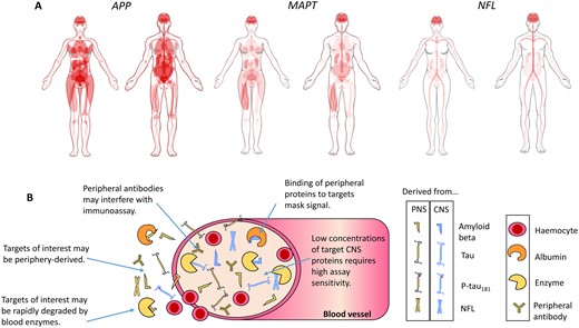 Caveats for blood biomarkers. Measurement of brain-derived proteins in blood is complicated by a number of factors. (A) Tissue expression of genes that encode proteins relevant to AD. Proteolysis of amyloid precursor protein (APP), encoded by the APP gene, generates Aβ. Microtubule-associated protein tau (MAPT) encodes tau protein. Neurofilament light chain (NFL) encodes the protein of the same name. Diagrams for APP (www.proteinatlas.org/ENSG00000142192-APP/tissue), MAPT (www.proteinatlas.org/ENSG00000186868-MAPT/tissue), and NFL (www.proteinatlas.org/ENSG00000277586-NEFL/tissue) generated by Human Protein Atlas (Uhlen et al., 2015). Red indicates gene expression. From the expression patterns, it is clear that NFL is the most neuronal-specific of the biomarkers, which may explain why its plasma concentration associates the best with neurodegeneration. (B) A simplistic diagram of brain biomarkers in blood, highlighting the key issues for accurate detection.