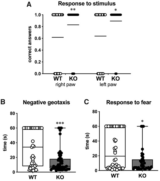 Behavioural testing on pups. (A) Response to stimulus. Scatter dot plot of all responses. Shown are the correct (1) or wrong (0) responses following a stimulus to the right and left anterior paw of WT (open circles) and of the SESN3-KO rats (solid circles) (n = 46 rats). Horizontal lines indicate the percentage of correct responses. Statistical analysis: Mann–Whitney U-test. (B) Negative geotaxis test. Time spent by WT and SESN3-KO rats to turn from down to up on the 45° inclined plan (n = 46 rats). (C) Response to fear. Time spent by WT and SESN3-KO rats to turn from the edge to the centre of the plan (n = 46 rats). Statistical analysis in B and C: unpaired t-test with Welch’s correction. *P < 0.05; **P < 0.01; ***P < 0.001.