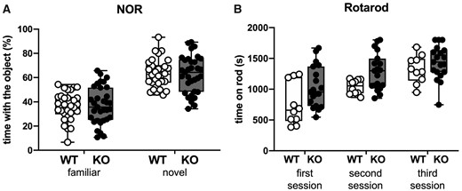 Novel object recognition and rotarod tests. (A) Novel object recognition. Percentage of time spent interacting with the familiar and the novel object in 30 WT and 33 SESN3-KO rats. (B) Rotarod. Time spent on the rods during in three trials of testing. Open circles represent WT (n = 10 rats), and solid circles represent SESN3-KO rats (n = 19 rats).