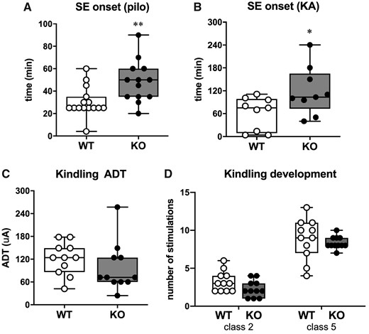 Seizure susceptibility. (A) Time to SE onset after i.p. pilocarpine injection onset in 15 WT and 13 SESN3-KO rats. (B) Time to SE onset after intra-hippocampal injection of KA in 9 WT rats and 9 SESN3-KO rats. (C) after discharge threshold (ADT) associated with minimal behavioural symptoms (i.e. 1–2 on Racine scale score, n = 11 rats per genotype) (D) Kindling development. Days to reach Class 2 or Class 5 seizures according to the Racine’s scoring scale, in 11 animals per genotype. In all panels, open circles represent WT and solid circles represent SESN3-KO rats. Statistical analysis: unpaired t-test with Welch’s correction. *P < 0.05; **P < 0.01.