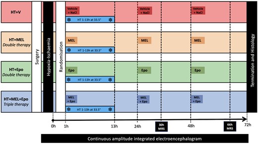 Study protocol. Baseline vital signs were taken prior to induction of anaesthesia and surgical preparation. Following surgery, all piglets underwent cerebral HI by inflation of carotid occluders and reduction of inspired oxygen to 6%. Piglets were resuscitated after HI and observed for 1 h prior to randomization to (i) HT + vehicle (HT+V), (ii) HT+MEL (MEL) double therapy, (iii) HT + Epo double therapy or (iv) HT+MEL+Epo triple therapy. All piglets were cooled to 33.5°C for 12 h from 1 h after HI. MEL 20 mg/kg was infused intravenously over 2 h and Epo 3000 units/kg was given as an intravenous bolus. These were given at 1 h, 24 h and 48 h after HI. The HT+V group received vehicle infusion at an equivalent volume and rate as MEL and a bolus of 0.9% sodium chloride at the same volume as Epo. MRS was acquired out-of-hours at 30 h (18:00) and 66 h (06:00) using the clinical 3 T Philips Achieva magnetic resonance scanner. Cerebral electrical activity was continuously monitored with aEEG. Studies were terminated at 72 h.