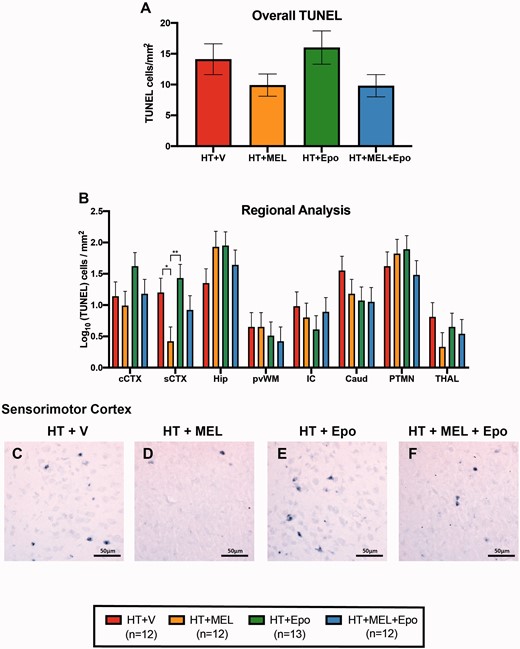 TUNEL immunohistochemistry. Overall (A) and regional (B) TUNEL-positive counts presented as least square means derived from an ANOVA model ± standard error of means (SEM) on the log10 scale. Example micrographs showing TUNEL-positive cells in sCTX with HT+V (C), HT+MEL (D), HT+Epo (E) and HT+MEL+Epo (F). Differences between groups were examined using 95% confidence intervals for the log10 (difference in least square means) and p values. Significant differences shown as *P < 0.05 and **P < 0.01. CAUD = caudate nucleus; cCTX = cingulate gyrus; HIP = hippocampus; IC = internal capsule, PTMN = putamen; PvWM = periventricular white matter; sCTX = sensorimotor cortex; THAL = thalamus.