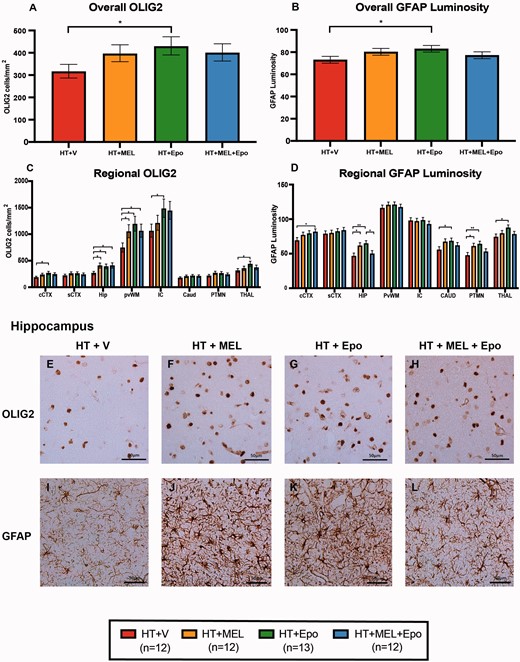 Immunohistochemistry for oligodendrocytes (OLIG2) and astrocytes (GFAP luminosity). OLIG2 cell counts and GFAP luminosity were fitted to the ANOVA model. The geometric means ± standard error of means (SEM) are shown for the overall (A) and regional (C) OLIG2 cell counts/mm2 after back transformation from the log10 scale. Mean overall (B) and regional (D) GFAP luminosity are also plotted with SEM error bars. Example micrographs from the HIP are shown in (E–L). Differences between groups were examined using 95% confidence intervals for difference in the least square means and significant differences between groups are shown *P < 0.05 and **P < 0.01. CAUD = caudate nucleus; cCTX= cingulate gyrus; HIP = hippocampus; IC = internal capsule; PTMN = putamen; PvWM = periventricular white matter; sCTX = sensorimotor cortex; THAL = thalamus.
