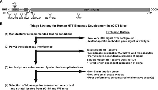 Triage strategy employed to develop bioassays to detect soluble and aggregated species of HTT. (A) Schematic diagram showing the relative location of HTT antibodies. Four antibodies detect exon 1 HTT: 2B7 maps to within the first 17 amino acids, MW1 detects expanded polyQ tracts, 4C9 detects the proline-rich region that lies between the two proline repeats in human HTT (but not mouse HTT) and MW8 acts as a neo-epitope antibody to the C-terminus of exon 1 HTT. MAB5490 maps to 115–129 amino acids, MAB2166 maps to 443–457 amino acids and D7F7 maps to an epitope containing the proline residue at 1220 amino acids. (B) The sequential triage strategy for selecting the optimal assays. Stage 1. Antibody pairings, in both orientations, were tested in cortical lysates from zQ175 and wild-type mice at 2, 6 and 12 months of age on the HTRF, AlphaLISA and MSD platforms using the manufacturer’s recommendations. The signals were grouped into those that tracked with: (i) soluble mutant HTT, (ii) aggregated HTT, (iii) soluble wild-type and mutant HTT or (iv) gave no signal, or a very low signal and were excluded from further analysis. Stage 2. Antibody combinations that detected ‘total soluble full-length HTT’, and those that used the 4C9 antibody in a ‘soluble mutant HTT assay’, were tested to determine whether the expanded polyQ tract interfered with the signal. The antibody pairings were tested in cortical lysates from heterozygous and homozygous HdhQ20 mice, heterozygous and homozygous zQ175 mice, transgenic YAC128 mice and their wild-type counterparts. For ‘soluble mutant HTT’ assays, antibody combinations that gave lower signals in the zQ175 lysates as compared to the HdhQ20, were excluded. For ‘total soluble full-length HTT’ assays, antibody combinations that gave a lower signal in the zQ175 lysates and did not give an increased signal in YAC128 lysates were excluded. Stage 3. The optimum antibody concentrations were established and these were used in 2-fold dilution series to determine whether, in the context of zQ175 cortical lysates, the assay signal would fall within the linear range of the titration curve. Criteria for exclusion were non-linear titration curves, a small assay window, or a poor assay performance compared to alternative assays. Stage 4. All optimized assays were finally run on cortical and striatal lysates from zQ175 and wild-type mice at 2, 6 and 12 months of age. WT, wild type.