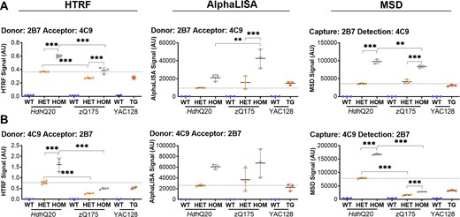 Investigation of the effect of polyQ length on antibody pairings that include 4C9 for the detection of ‘total soluble mutant HTT’. Antibody pairings of (A) 2B7-4C9 and (B) 4C9-2B7 were tested by HTRF, AlphaLISA and MSD using cortical lysates from heterozygous and homozygous HdhQ20, heterozygous and homozygous zQ175 (n = 4/genotype) and YAC128 mice (n = 2–3/genotype) together with their respective wild-type littermate controls at 2 months of age. If the length of the polyQ repeat had no effect on assay performance, the signals for heterozygous HdhQ20 and zQ175 lysates should be equivalent as should the signal for homozygous HdhQ20 and zQ175 lysates. The length of the polyQ repeat clearly interfered with the signal in the 4C9-2B7 HTRF and MSD combinations and these were excluded from further analysis. Statistical analysis was two-way ANOVA with Bonferroni post hoc correction, mean ± SEM. *P ≤ 0.5, **P ≤ 0.01 and ***P ≤ 0.001. The test statistic, degrees of freedom and P-values for the ANOVA are listed in Supplementary Table 3. WT, wild type (blue); HET, heterozygote (orange); HOM, homozygote (grey); TG, transgenic (orange). Dotted line, signal in HdhQ20 heterozygous lysates.