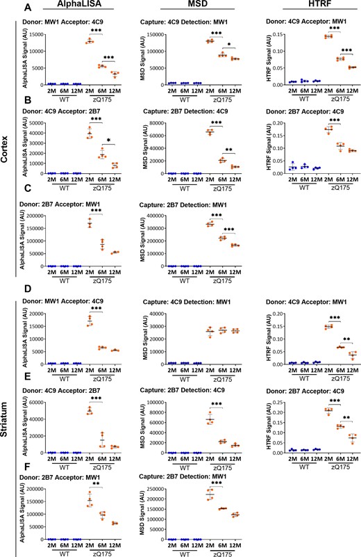 Assessment of the ‘total soluble mutant HTT’ assays on the HTRF, AlphaLISA and MSD platforms in cortical and striatal lysates from zQ175 mice at 2, 6 and 12 months of age. Antibody pairings of (A, D) 4C9 with MW1, (B, E) 4C9 with 2B7 and (C, F) 2B7 with MW1 were used to track changes in ‘total soluble mutant HTT’ by AlphaLISA, MSD and HTRF in cortical and striatal lysates from zQ175 and wild-type mice at 2, 6, and 12 months of age (n = 4/genotype). The level of ‘total soluble mutant HTT’ decreased with disease progression over this age range. Statistical analysis was one-way ANOVA with Bonferroni post hoc correction, mean ± SEM. *P ≤ 0.5, **P ≤ 0.01 and ***P ≤ 0.001. The test statistic, degrees of freedom and P-values for the ANOVA are listed in Supplementary Table 4. WT, wild type (blue); heterozygous zQ175 mice (orange).