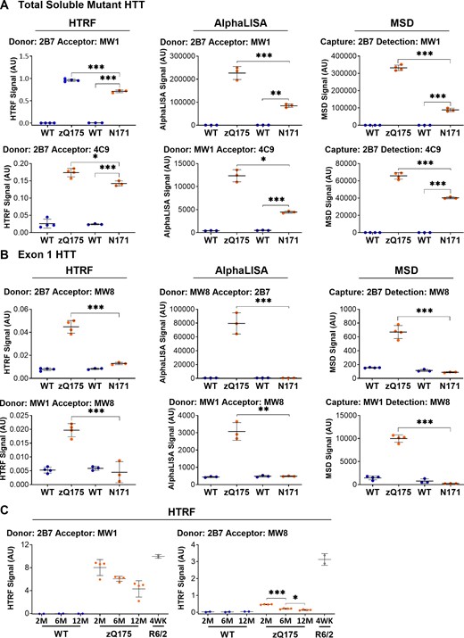 Confirmation of the specificity of the ‘soluble exon 1 HTT’ assays. (A) A selection of assays that detect ‘total soluble mutant HTT’ were tested in cortical lysates from zQ175 and N171-82Q mice and their respective wild-type controls at 2 months of age on the HTRF, AlphaLISA and MSD platforms. In all cases, a signal could be detected in both the zQ175 and the N171-82Q lysates (n = 3–4/genotype). (B) The ‘soluble exon 1 HTT’ assays were tested in the same lysates. In all cases, a signal was detected in the zQ175 but not the N171-82Q samples. As the N171-82Q mice are transgenic for a cDNA clone that does not contain intron 1, incomplete splicing cannot occur, and the exon 1 HTT protein cannot be generated. The absence of an exon 1 HTT signal in the N171-82Q is consistent with these assays specifically detecting only the exon 1 HTT protein (n = 3–4/genotype). (C) The 2B7-MW1 ‘total soluble mutant HTT’ and 2B7-MW8 ‘soluble exon 1 HTT’ HTRF assays were tested in cortical lysates from zQ175 (n = 4) and wild-type (n = 2) mice at 2, 6 and 12 months of age together with that from 4-week-old R6/2 mice (n = 2). Although the level of ‘total soluble mutant HTT’ in zQ175 lysate at 2 months was similar to that of ‘exon 1 HTT’ in R6/2 mice at 4 weeks, the level of ‘exon 1 HTT’ was much lower in the zQ175 cortex. Statistical analysis was two-way ANOVA with Bonferroni post hoc correction, mean ± SEM. *P ≤ 0.5, **P ≤ 0.01 and ***P ≤ 0.001. The test statistic, degrees of freedom and P-values for the ANOVA are listed in Supplementary Tables 5 and 6. WT, wild type (blue); heterozygous zQ175 mice (orange); N171, N171-82Q (orange); R6/2 mice (grey).