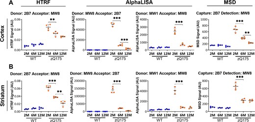 Assessment of the ‘soluble exon 1 HTT’ assays on the HTRF, AlphaLISA and MSD platforms in cortical and striatal lysates from zQ175 mice at 2, 6 and 12 months of age. The optimized ‘soluble exon 1 HTT’ assays were tested on the HTRF, AlphaLISA and MSD platforms in (A) cortical and (B) striatal lysates from zQ175 and wild-type littermates at 2, 6 and 12 months of age (n = 4/genotype). The level of exon 1 HTT at 6 and 12 months of age is close to, or below the limit of detection for the AlphaLISA assays and the 2B7-MW8 MSD assay in striatal lysate. Statistical analysis was one-way ANOVA with Bonferroni post hoc correction, mean ± SEM. *P ≤ 0.5, **P ≤ 0.01 and ***P ≤ 0.001. The test statistic, degrees of freedom and P-values for the ANOVA are listed in Supplementary Table 7. WT, wild type (blue); heterozygous zQ175 mice (orange).