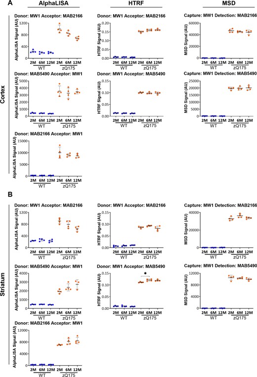 Assessment of the ‘soluble mutant HTT’ (excluding exon 1 HTT) assays on the HTRF, AlphaLISA and MSD platforms in cortical and striatal lysates from zQ175 mice at 2, 6 and 12 months of age. Assays utilizing antibody pairings of MW1 with either MAB2166 or MAB5490 on the AlphaLISA, HTRF and MSD platforms were used to track changes in ‘soluble mutant HTT’ (excluding exon 1 HTT) in (A) cortical and (B) striatal lysates from zQ175 and wild-type mice at 2, 6, and 12 months of age (n = 4/genotype). The level of ‘soluble mutant HTT’ (excluding exon 1 HTT) remained unchanged during disease progression over this age range. Statistical analysis was one-way ANOVA with Bonferroni post hoc correction, mean ± SEM. *P ≤ 0.5, **P ≤ 0.01 and ***P ≤ 0.001. The test statistic, degrees of freedom and P-values for the ANOVA are listed in Supplementary Table 8. WT, wild type (blue); heterozygous zQ175 mice (orange).