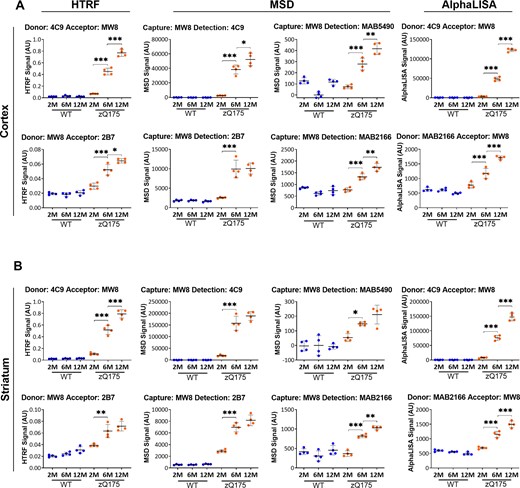 Assessment of the ‘HTT aggregation’ assays on the HTRF, AlphaLISA and MSD platforms in cortical and striatal lysates from zQ175 mice at 2, 6 and 12 months of age. Assays utilizing antibody combinations of MW8 with either 2B7, 4C9, MAB2166 or MAB5490 on the AlphaLISA, HTRF and MSD platforms were used to track changes in ‘aggregated HTT’ in (A) cortical and (B) striatal lysates from zQ175 and wild-type mice at 2, 6, and 12 months of age (n = 4/genotype). The level of ‘aggregated HTT’ increased during disease progression over this age range. Statistical analysis was one-way ANOVA with Bonferroni post hoc correction, mean ± SEM. *P ≤ 0.5, **P ≤ 0.01 and ***P ≤ 0.001. The test statistic, degrees of freedom and P-values for the ANOVA are listed in Supplementary Table 9. WT, wild type (blue); heterozygous zQ175 mice (orange).