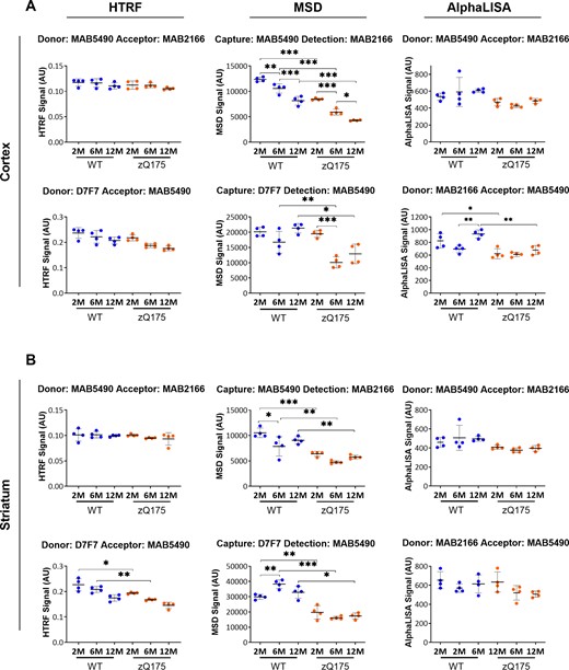 Assessment of the ‘total soluble full-length HTT’ (mutant and wild type) assays on the HTRF, AlphaLISA and MSD platforms in cortical and striatal lysates from zQ175 mice at 2, 6 and 12 months of age. The MAB5490-MAB2166 assays on all three platforms, the HTRF and MSD D7F7-MAB5490 and AlphaLISA MAB2166-MAB5490 assays were used to track ‘total soluble full-length HTT’ in (A) cortical and (B) striatal lysates from zQ175 and wild-type mice at 2, 6, and 12 months of age (n = 4/genotype). The HTRF and AlphaLISA assays indicated that the level of ‘total soluble full-length HTT’ was similar between wild-type and zQ175 mice, and did not change from between 2 and 12 months of age. Both of the MSD assays were subject to polyQ-length interference, and should not be used to compare total soluble HTT levels between zQ175 and wild-type mice. Statistical analysis was one-way ANOVA with Bonferroni post hoc correction, mean ± SEM. *P ≤ 0.5, **P ≤ 0.01 and ***P ≤ 0.001. The test statistic, degrees of freedom and P-values for the ANOVA are listed in Supplementary Table 10. WT, wild type (blue); heterozygous zQ175 mice (orange).