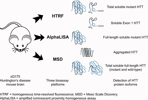 Graphical Abstract
