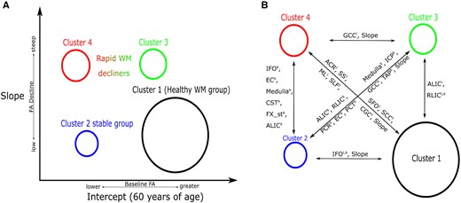 Cluster WM integrity characteristics. Cluster WM-specific characteristics are described. (A) Cluster intercepts and slopes that were computed by the clustering model. The vertical axis of this figure describes the differences in FA progress over time for the clusters, whereas the horizontal axis describes the intercept differences between them. (B) Regions that differ in WM integrity between pairs of clusters. These are the important regions of WM integrity calculated by a post-clustering comparison between clusters of WM integrity. The superscripts i and s correspond to specific WM tract intercepts and slopes; Slope, a pair of clusters have different slopes. The circle that describes the clusters is proportional to its prevalence in the samples.