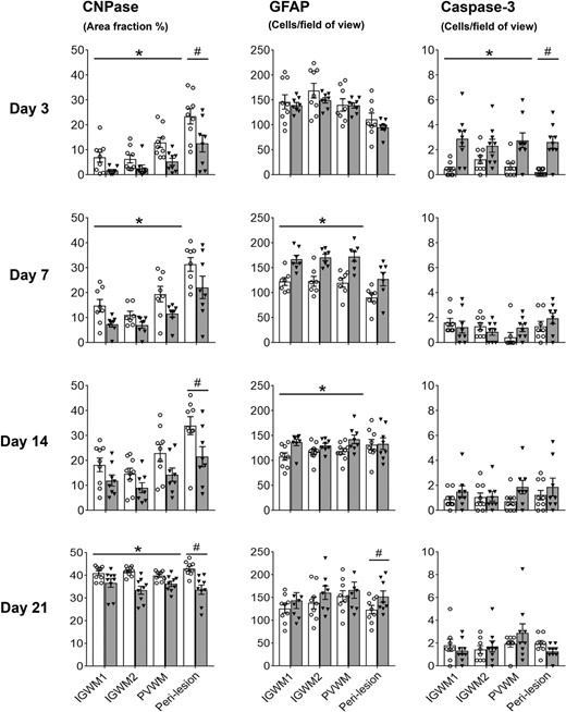 Myelination, astrocytes and apoptotic cell death. Graphs show area fraction of CNPase-positive myelin (left panels), numbers of GFAP positive astrocytes (middle panels) and numbers of activated-caspase-3 positive apoptotic cells (right panels) after sham occlusion (white columns) and UCO (grey columns). Three-way ANOVA including time and the three regions (IGWM1/2 and PVWM) as repeated measures showed a significant reduction in CNPase positive myelin and GFAP positive astrocytes in the UCO groups within the parietal lobe regions (P < 0.05). Two-way ANOVA including time as a repeated measure showed a significant reduction in CNPase-positive myelin in the UCO groups within the peri-lesion region of the temporal lobe (P < 0.05). Statistical significance shown in the figure was determined by one-way ANOVA for the peri-lesion region (#P < 0.05 sham versus UCO) and two-way ANOVA for the parietal lobe with area (IGWM1/2 and PVWM) as a repeated measure (*P < 0.05 sham versus UCO). Data are means ± SEM. N = Sham/UCO, CNPase: 3d 9/8, 7d 8/8, 14d 9/8, 21d 9/9. GFAP: 3d 9/8, 7d 7/7, 14d 9/8, 21d 9/8. Caspase-3: 3d 9/9, 7d 8/8, 14d 9/8, 21d 8/9.