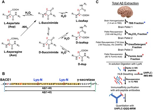 Total amyloid-β extraction from human brain. (A) Schematic representation of the spontaneous mechanism of dehydration of l-Asp as well as deamidation of l-Asn forming a succinimide intermediate that subsequently leads to the isomerization/racemization after ring opening to d/l-iso-Asp and d-Asp. (B) Amyloidogenic processing of amyloid precursor protein (APP) by β-secretase (dashed blue line) and γ-secretase (dashed green lines) leads to generation of canonical Aβ1–40 and Aβ1–42 peptides. Proteolytic digestion using LysN enzyme (dashed red line) of the Aβ peptide generates N-terminal, mid-domain and C-terminal fragments that were probed for quantitative evaluation in this study. (C) Quantitative proteomics workflow for the estimation of total Aβ in the amyloid rich biochemical pools of the brain after digestion with LysN enzyme and spiking of respective stable isotope standard (SIS) peptides without any enrichment strategy (red asterisk). SISCAPA strategy was used for the sparsely enriched peripheral/vascular (Na2CO3) pool and soluble pool (TBS) of Aβ after enzymatic digestion with LysN and spiking with SIS peptides (indicated by blue asterisk).