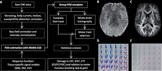 Overview processing pipeline.(A, B) The diffusion weighted imaging (DWI) processing pipeline. (B) DWI after pre-processing steps. (C) The WM FOD group template. (D) WM FODs colour coded by direction (green: dorsal-ventral, red: left-right, blue: cranial-caudal) and (E) corresponding fixels. CST = corticospinal tracts; CTT = cerebello-thalamic tracts; FC = fibre cross-section; FD = fibre density; FDC = fibre density and cross-section; GM = grey matter; IHST = interhemispheric sensorimotor tracts; MSMT-CSD = multi-shell multi-tissue constrained spherical deconvolution.