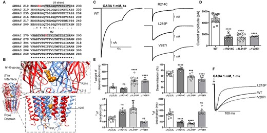 Electrophysiology and structural mapping of Dravet syndrome GABRA1 variants. (A) Alignment of human α1-6 GABAA receptor subunits. Positions of de novo variants in the α1 subunit are shown in red. Across all sequences, the residue L215 is identical (*), and the residue V287 is conserved (:). The β9-strand (highlighted in grey) and the transmembrane domain M2 (highlighted in grey) are represented across subunits above the alignments. (B) The cryo-EM structure of the human pentameric α1β3γ2L GABAA receptor was used for N-terminal and pore domain views (PDB 6HUO).26 Subunits α1 (blue), β3 (red) and γ2L (grey) are shown. The principal (+) and complementary (−) faces of α1, β3 and γ2 subunits and binding sites for N-linked glycans and phosphatidylinositol-4,5-bisphosphate (PIP2) are indicated. GABRA1 de novo variants are mapped onto the α1 subunit and represented in orange. (C) Representative GABA-evoked-current traces were obtained following rapid application of 1 mM GABA for 4s to lifted HEK293T cells expressing wt α1 or variant α1(R214C, L215P, V287I) subunit-containing α1β2γ2L GABAA receptors. (D) Peak amplitudes of wt α1 or variant α1(R214C, L215P, V287I)β3γ2L subunit-containing α1β2γ2L GABAA receptors. (E) Bar graphs are presented showing desensitization, activation and deactivation of α1β2γ2L GABAA receptors containing wt α1 or variant α1(R214C, L215P, V287I)β3γ2L subunits. (F) Representative normalized GABA-evoked current traces illustrate the differences in the deactivation rates of α1β2γ2L GABAA receptors containing wt α1 or variant α1(L215P, V287I) subunits currents after rapid application of 1 mM GABA for 1 ms. Data points represent the mean ± SEM from 5 to 23 different patched cells per experimental condition acquired in two different experimental sessions (Table 1). One-way ANOVA with Dunnett’s multiple comparisons test was used to determine significance relative to α1β2γ2L (WT). ****P < 0.0001, ***P < 0.001, **P < 0.01, and nsP > 0.05, respectively.