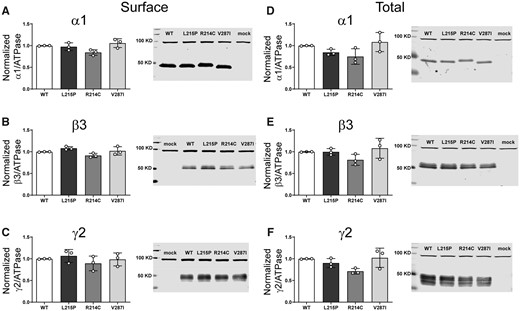 Surface and total expression of Dravet syndrome GABRA1 variants. Wt α1 or variant α1(L215P, R214C and V287I) subunits were coexpressed with β3 and γ2 subunits in HEK293T cells. Surface receptors were biotinylated and stained against anti-GABAA receptor (A) α1, (B) β3 and (C) γ2 subunits. Control loading was assayed using anti-ATPase antibodies. Total cell lysates were collected, analysed by SDS-PAGE and blotted by anti- (D) α1, (E) β3, (F) γ2 subunit and anti-ATPase antibodies for loading controls. Representative western blots were presented at the right of the panels. Band intensities of the α1, β3 and γ2 subunits were normalized to the ATPase signal. Mock refers to the transfection with an empty plasmid. Values reported are mean ± SEM (Supplementary Table 3). One-way ANOVA followed by Dunnett’s multiple comparison test was used to determine significance relative to α1β2γ2L (WT). No significance was shown (p > 0.05). Corresponding uncropped blots are available in the Supplementary data.