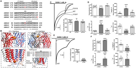 Electrophysiology and structural mapping of Dravet syndrome GABRB2 and GABRG2 variants. (A) Alignment of human β1-3 and γ1-3 GABAA receptor subunits and positions of de novo variants in the β2 and γ2 subunits are shown in red. The β2(Y181, F331) and γ2(T90) residues are identical (*) across all subunit sequences. The β7, β8 and β1-strands (highlighted in grey) and the transmembrane domain M3 (highlighted in grey) are represented above the alignments. (B) In the top panels, GABRB2 and GABRG2 de novo variants (in orange) are mapped onto the β (in red) and γ (in grey) subunits at the β/α and γ/β interfaces of the cryo-EM structure of the human pentameric α1β3γ2L GABAA receptor (PDB 6HUO).26 Proximity to binding sites for N-linked glycans and PIP2 are indicated. In the bottom left panel, the GABRB2 de novo variant F331 (in orange) is mapped onto the β (in red) subunit of the receptor. The bottom right panels show the alignment of the pore-lining residues of M2 of the γ subunits and the pore domain where the γ2_v3P342L subunit is located in the M2 domain (highlighted in grey) of the receptor. (C) Representative non-normalized currents from α1β2γ2L receptors containing wt β2 or variant β2(Y181F, F331S) subunits. Inset bar graphs to the right show the average peak current recorded from those cells. (D) Bar graphs comparing desensitization, activation and deactivation of α1β2γ2L receptor currents from GABAA receptors containing wt β2 or variant β2(Y181F, F331S) subunits. (E) Representative non-normalized α1β2γ2L receptor currents containing wt γ2 or variant γ2(T90R) subunits Inset bar graphs to the right show the average peak currents recorded from those cells. (F) Bar graphs comparing desensitization, activation and deactivation of α1β2γ2L receptor currents from GABAA receptors containing wt γ2 or variant γ2(T90R) subunits. Data points represent the mean ± SEM from 7 to 23 different patched cells per experimental condition acquired in two different experimental sessions (Table 1). One-way ANOVA with Dunnett’s multiple comparisons test and unpaired two-tailed Student's t test were used to determine significance relative to α1β2γ2L (WT). ****p < 0.0001, **p < 0.01, and nsp > 0.05, respectively.