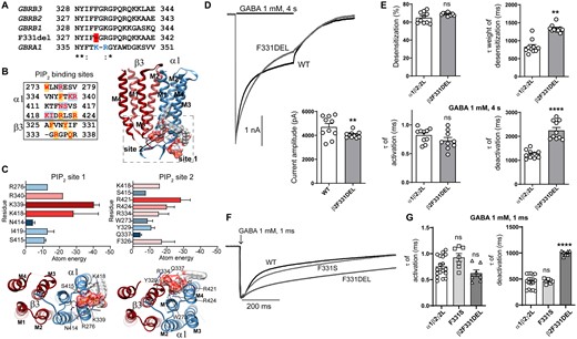 Electrophysiology and structural mapping of Dravet syndrome GABRB2 F331del. (A) Alignments of the edge of M3 of the human β1-3subunits, the β2(F331del) and α1 subunits. The position of the deletion is shown in red, and the PIP2 binding site residues in blue as reported.26 (B) Left, amino acids predicted to be part of the network of interactions of PIP2 in both α1 and β3(F332del) subunits are displayed in red. Highlighted in blue is shown the predicted residues of being part of the binding site 1 of PIP2, and in orange, the residues predicted for the binding site 2 of PIP2. Right, TM domains of the β3(F332del)α1 dimer enclosed the two docking PIP2 binding sites. PIP2 is in molecular surface electrostatic representation. (C) Top left, relevant residues that contributed to the network of interactions at the binding site 1 of PIP2 are classified according to total atomic energy (Kcal/mol), the weakest binding being blue, and the strongest red. Bottom left, intracellular view of the binding site 1 of PIP2. Top right, relevant residues that contributed to the network of interactions at the binding site 2 of PIP2 are classified as indicated before. Bottom right, intracellular view of the binding site 2 of PIP2. (D) Representative GABA-evoked-current traces evoked by 1 mM GABA for 4 s to cells express α1β2γ2L receptors with wt β2 or variant β2(F331del) subunits. Bottom right show the average peak current recorded from those cells. (E) Bar graphs displaying the effects of wt and variant subunits on macroscopic kinetics of GABAA receptors evoked by 1 mM GABA for 4 s. (F) Representative normalized GABA-evoked currents from α1β2γ2L receptors containing wt β2 or variant β2(F331del, F331S) subunits illustrate the differences in the deactivation rates of wt and variant β2(F331del) and β2(F331S) receptor currents after rapid application of 1 mM GABA for 1 ms. (G) Comparison of the effects of wt and variant β2(F331del, F331S) subunits on macroscopic kinetics of GABAA receptors after rapid application of 1 mM GABA for 1 ms. Data points represent the mean ± SEM from 6 to 18 different patched cells per experimental condition acquired in two different experimental sessions (Table 1). One-way ANOVA with Dunnett’s multiple comparisons test and unpaired two-tailed Student's t test were used to determine significance relative to α1β2γ2L (WT). ****P < 0.0001, **P < 0.01, and nsP > 0.05, respectively.