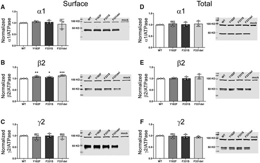 Surface and total expression of Dravet Syndrome GABRB2 variants. Wt β2 or variant β2(F331del) subunits were coexpressed with α1 and γ2 subunits in HEK293T cells. Surface (A, B, C) and total expression (D, E, F) were assessed as shown in Fig. 3. Values reported are mean ± SEM (Supplementary Table 3). One-way ANOVA followed by Dunnett’s multiple comparison test was used to determine significance relative to wild type (WT). ***P < 0.001, **P < 0.01 and *P < 0.05, respectively. Corresponding uncropped blots are available in the Supplementary data.