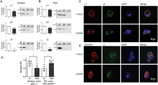 The Dravet Syndrome GABRG2 T90R variant is mainly retained in the ER. Wt γ2 or variant γ2(T90R) subunits were coexpressed with α1 and β3 subunits in HEK293T cells. Surface (A) and total expression (B) were assessed as shown in Fig. 3. Values reported are mean ± SEM (Supplementary Table 3). Unpaired two-tailed Student's t test was used to determine significance relative to wild type (WT). ****P < 0.0001, **P < 0.01 and *P < 0.05, respectively. Corresponding uncropped blots are available in Supplementary data. (C, E) Confocal images of surface and intracellular immunofluorescence staining in HEK293 cells expressing α1β2γ2 wild type and variant γ2(T90R) receptors. Non-permeabilized cells were stained with antibodies against the α1 subunit (red) and the wt or variant γ2HA tag (green). The ER was visualized with anticalnexin antibody (red). DAPI nuclear counterstaining (blue) and the merge of the staining are shown as indicated. (D) Quantification of the colocalization of variant γ2L(T90R)HA subunits within the ER was measured using Manders’ coefficient M1. The Manders’ M1 indicated the fraction of γ2L subunits that colocalized on the surface or within the ER. Values reported are mean ± SEM (n = 3–9 experiments for each condition). Unpaired two-tailed Student's t test was used to determine significance relative to wild type (wt). *P < 0.05.