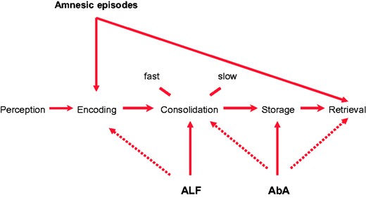 Mechanisms of amnesia occurring in TEA. The mechanisms of the three well-studied forms of amnesia occurring in TEA in relation to the key stages of memory processing: Episodes of ictal amnesia (‘TEA’) result from impairment of memory encoding, retrieval or, often, both; ALF is due to an impairment of consolidation processes, with a possible contribution from an encoding impairment; the AbA probably results from memory degradation or erasure, in the case of remote memories, but loss of access, impairing retrieval and ALF, affecting consolidation, can also play a part.