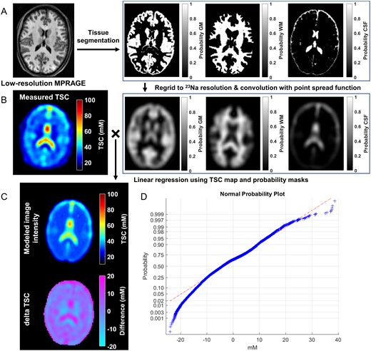 Segmentation and linear registration for TSC. (A) The low-resolution MPRAGE images with a voxel size of 1.5 mm3 were segmented into GM, WM and CSF masks with SPM. Our in-house software regridded these masks to the 23Na image resolution of 6 mm isotropic and convolved them with the point spread function. (B) For the whole brain tissue, we used the measured TSC map and the tissue volume fraction to solve the overdetermined equation using a linear regression approach as described in the Materials and methods section. (C) Top: the modelled image intensity distribution in the same slice as the measured TSC map, reconstructed using the global least-squares WM, GM and CSF concentrations. Bottom: a residual error map of the absolute value difference between measured image intensity and modelled TSC map. Note the small residual values for WM and GM demonstrating the quality of the global concentration assumption. (D) A normal probability plot of the error residuals from the entire brain tissue of the same subject. Most voxels lie on the red dashed line indicating a normal distribution, which points to a normal distribution of the residuals.