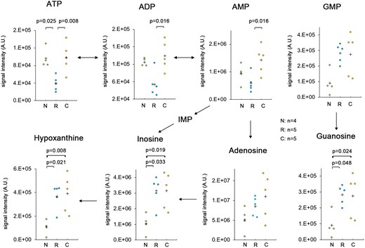 The breakdown products at the rostral and caudal sides of injury and in the sham-operated spinal cord. A metabolome analysis was conducted for the spinal cord segment at the rostral and caudal sides of injury and in the sham-operated spinal cord at 18 h after SCI. The contents of purine nucleotides (ATP, ADP, AMP, GMP) and breakdown products (Adenosine, Guanine, Inosine, Hypoxanthine) were estimated. N, sham-operated spinal cord (n = 4); R, rostral side of injury (n = 5); C, caudal side of injury (n = 5). Data were analysed using Wilcoxon’s signed-rank test and the Kruskal–Wallis test along with Dunn’s post hoc test. Plus marks represent the mean.
