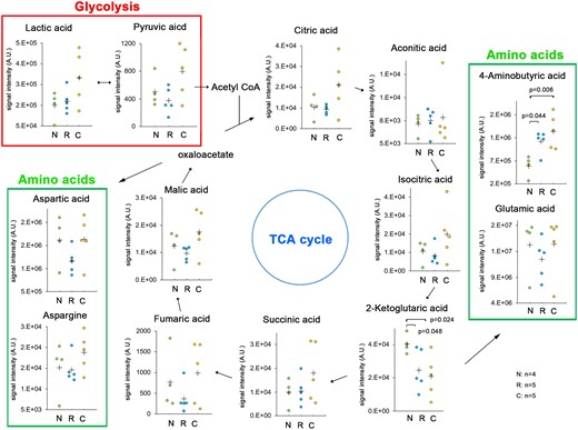 Principal metabolites in the glycolytic pathway, TCA cycle, and amino acids at the rostral and caudal sides of injury and in the sham-operated spinal cord. A metabolome analysis was conducted for the spinal cord segment at the rostral and caudal sides of injury and in the sham-operated spinal cord at 18 h after SCI. N, sham-operated spinal cord (n = 4); R, rostral side of injury (n = 5); C, caudal side of injury (n = 5). Data were analysed using Wilcoxon’s signed-rank test and the Kruskal–Wallis test along with Dunn’s post hoc test. Plus marks represent the mean.
